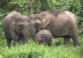 Gajah Ditemukan Mati Terikat ke Pohon dengan 70 Kali Tembakan Peluru: Awas, Membunuh Gajah Bisa Kena Denda Rp850 Juta!