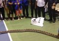 Bikin Geger dan Panik, Ular Piton Sepanjang 5 Meter Ditemukan di Kantor Pegadaian Semarang