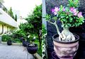 Trik Sukses Menbonsai Adenium Bergaya Sapu Terbalik, Cantik Eksotik!