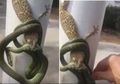 (Video) Ular vs Tokek: Melihat 'Pertempuran' Sengit Ini, Seorang Pria Justru Lakukan Hal Tak Terduga