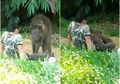 Sebuah Rekaman Memilukan Memperlihatkan Gajah Yatim Piatu yang Meringkuk di Pangkuan Pengasuhnya Setelah Ditolak Kawanannya