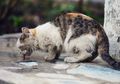 Bau Busuk Tercium dari Sebuah Rumah Sewaan, Dua Pemilik Kucing Ditangkap Setelah Ditemukan Hal Mengerikan Ini