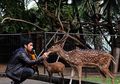 Dirawat Sejak Kecil, Alshad Akui Sesak dan Tak Kuat Bendung Rasa Sedih Saat Tau Rusa Kesayanggan Mati, Semua Karena Pagar di Rumah Mewahnya?