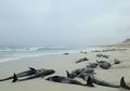 Lebih dari 130 Paus Terdampar di Lepas Pantai Afrika Barat