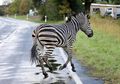 2 Ekor Zebra Kabur dari Sirkus, Sejumlah Besar Polisi Dikerahkan untuk Menangkapnya, Satu Selamat Namun, yang Lain Bernasib Tragis