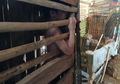Dikurung di Kandang Ayam oleh Orangtuanya Sendiri, Efendi, Anak Keterbelakangan Mental Sering Alami Hal Ini, Kades Setempat Angkat Bicara