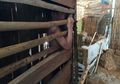 Bocah 12 Tahun Dikurung dan Tinggal di Dalam Kandang Ayam, Orang Tuanya Tak Tega, Namun Terpaksa karena Hal Ini