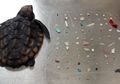 Malangnya Nasib Penyu Kecil Ini yang Telan Ratusan Keping Plastik di Pantai, Pusat Perawatan Penyu Beri Peringatan!