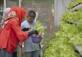 Memetik Manfaat dari Kebun Hidroponik Pokbun Flamboyan