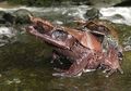 Katak Tanduk, Spesies Baru yang Ditemukan di Hutan Kalimantan