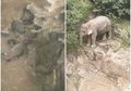 Dengar Tangisan Saat Dini Hari, Petugas Taman Nasional Temukan Kawanan Gajah Mati Bersama di Air Terjun, Ternyata Ini yang Terjadi