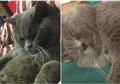 Pulang-pulang Teler, Pemilik Kucing Ini Terkejut Mengetahui Kucingnya Dikawinkan dengan 5 Kucing Betina
