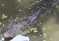 Panjangnya Ada yang Capai 2 Meter Lebih, Warga Diheboh oleh Kawanan Buaya di Bengawan Solo, Diduga Ada 5 Ekor, Pertanda Apa?