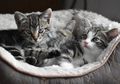 Jangan Asal Ngasih, Susu Sapi Ternyata Bisa Bikin Kucing Peliharaan Alami Gangguan Kesehatan