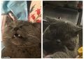 Lucu Banget, Kucing Ini Terpaksa Harus Diinfus Setelah Kelelahan karena Kawin dengan 5 Kucing Betina dalam Satu Malam!