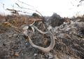 Bukan Hanya Korban Manusia, Foto-foto Pilu Ini Buktikan Karhutla Juga Mematikan Penghuni Hutan