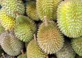Awak Kabin Cium Bau Durian Saat Penerbangan, Pilot Umumkan Keadaan Darurat ke Penumpang
