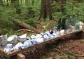 Sebuah Desa Jepang Ditemukan di Hutan Kanada, Kok Bisa?