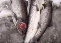 Tak Termaafkan! Melalui Rekaman Video, Perusahaan Makanan Laut Terbesar di Dunia Ini Terbukti Lakukan Pelecehan pada Hewan