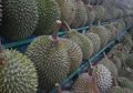 Mendapat Paket Berbau Khas Buah Asli Indonesia Ini, Enam Pekerja Pos Jerman Sampai Dilarikan ke Rumah Sakit dalam Kondisi Kritis