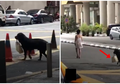 Anti Jambret! Cewek Ini Manfaatin Anjing Peliharaan Buat Bawain Tas