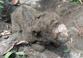Bayi Sapi Bermata Satu Lahir Tanpa Hidung, Sang Induk Sering Bersama Babi Hutan, Pemilik Ungkap Keanehan Berikut!