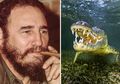 Buaya Peliharaan Fidel Castro 'Pejuang Revolusi Kuba' Menggigit Lengan Seorang Pria, Buaya Sudah Beranak 11 Sejak Tiba di Swedia