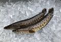 Ahli; Ekstrak Ikan Gabus Bisa Percepat Penyembuhan Pasien Covid-19, Ini 8 Manfaat Lainnya