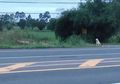 Kisah Anjing Menunggu Pemilik di Tempat Dia Ditinggalkan Selama 4 Tahun, tapi Menolak Pulang setelah Bertemu