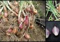 Manfaat Bawang Merah: Bantu Jaga Kesehatan Jantung, Mengelola Diabetes, dan Memerangi Penuaan Dini, Simak Cara Mengkonsumsinya!