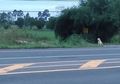 4 Tahun, Anjing Ini Setia Tunggu Pemiliknya di Pinggir Jalan, Tapi Justru Lakukan Ini Setelah Ditemukan Pemiliknya