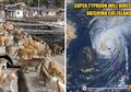 Dalam Bahaya, Topan Mengerikan akan Hancurkan Pulau yang Seluruh Penduduknya adalah Kucing