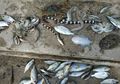 Ratusan Ikan Mati Mendadak di Maluku Buat Resah, Begini Komentar LIPI