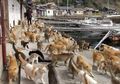 Sebelum Topan Hagibis Menerjang, Kucing-kucing di Pulau Ini Diamankan