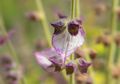 Sederet Manfaat Minyak Clary Sage, Kurangi Stres hingga Bisa Menghambat Menopause