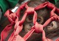 Bahu Membahu Menembus Belantara, Petugas dan Warga Berhasil Selamatkan Orangutan yang Nyaris Mati Akibat Karhutla
