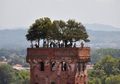 Berdiri Kokoh Selama 6 Abad, Begini Indahnya Menara Lucca dengan Tujuh Mahkota Pohon Oak