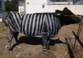 Sapi Bermotif Zebra, Solusi Cerdas Bagi Peternak untuk Mencegah Penurunan Produksi Susu, Kok Bisa?