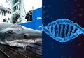 BERITA POPULER: Bekas Gigitan di Kepala Hiu yang Ungkap Predator Raksasa Hingga Hubungan Hancur Gara-gara Iseng Tes DNA