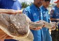 Berbobot 15Kg dan Panjang 4 Meter, King Kobra Ini Ditemukan di Selokan, Ternyata Sengaja 'Dipelihara' oleh Pihak Berwenang, untuk Apa?