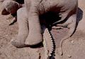 Pertarungan Brutal Buaya Lawan Gajah, Tubuh Panjang Buaya Ditindih oleh Gajah Besar, Menang Mana?