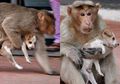 Bukti Jalinan Kasih Sayang yang Begitu Kuat: Monyet dan Anjing Ini Sudah Seperti Ibu dan Anak, Simak Kehangatannya!