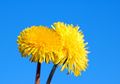 Dipercaya Kaya Manfaat, Apakah Teh Dandelion Boleh Dikonsumsi Saat Hamil?
