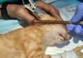 4 Kucing di Pontianak Matanya Ditusuk Kayu, Seorang Pemuda Diamankan