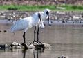 Satu Setengah Abad 'Menghilang,' Ibis Sendok Raja Kembali Terlihat di Sulawesi, Fotografer: 'Ini Seperti Makhluk Purba'