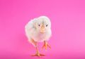Cegah Kecanduan Gadget pada Siswa, Wali Kota Bandung akan Bagikan Anak Ayam
