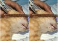 Matanya Ditusuk Kayu, 4 Kucing di Pontianak Alami Penganiayaan oleh Sosok Misterius, Ada yang Bola Matanya Harus Diangkat karena Alami Ini