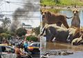 BERITA POPULER: Pesawat Jatuh di Rumah Penduduk Beberapa Saat Setelah Lepas Landas hingga Nasib Buaya Setelah Ganggu Singa Berburu