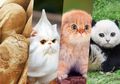 Muka-muka Kucing Ini Bisa Menyerupai Roti sampai Jadi Ice Cream