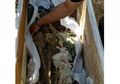Bongkar Makam di Solo, Ada Sosok Berbusana Pengantin Bersama Boneka Barbie di Dalamnya, Ternyata Begini Kisah di Baliknya